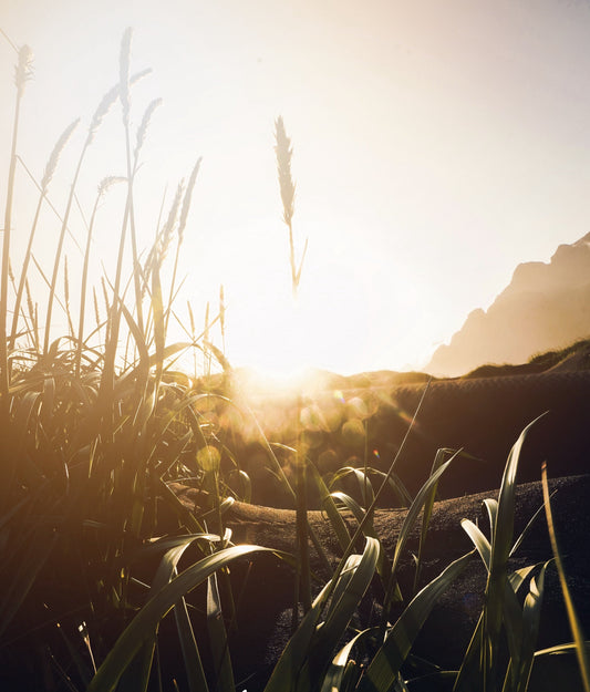 New & Improved; Organic Colour Systems
