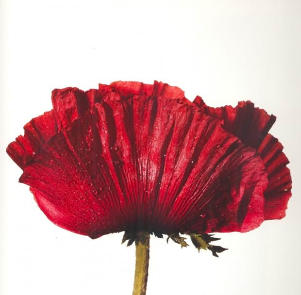 Reads: Flowers by Irving Penn