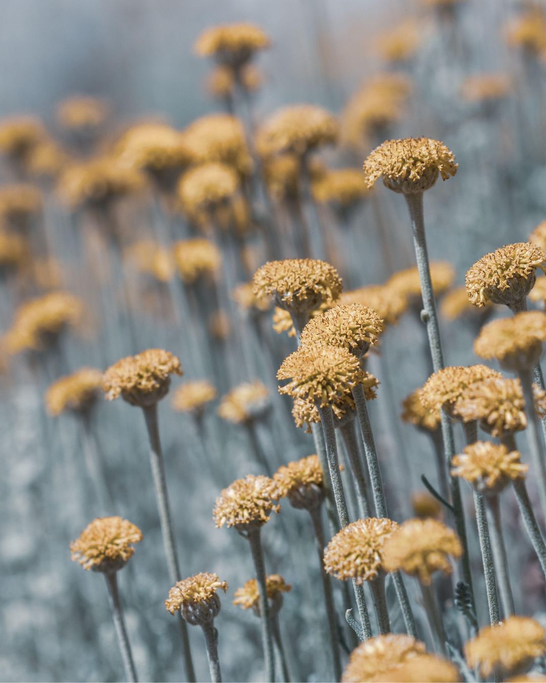 Close-up of dried yellow flowers against a blurred background
