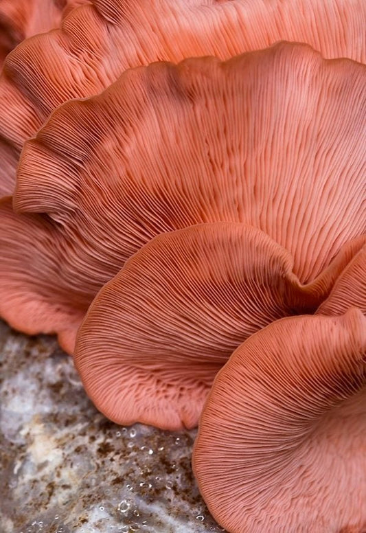 Perfect Palettes: Coral