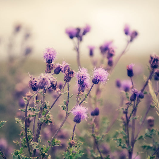 Milk Thistle purple flowers