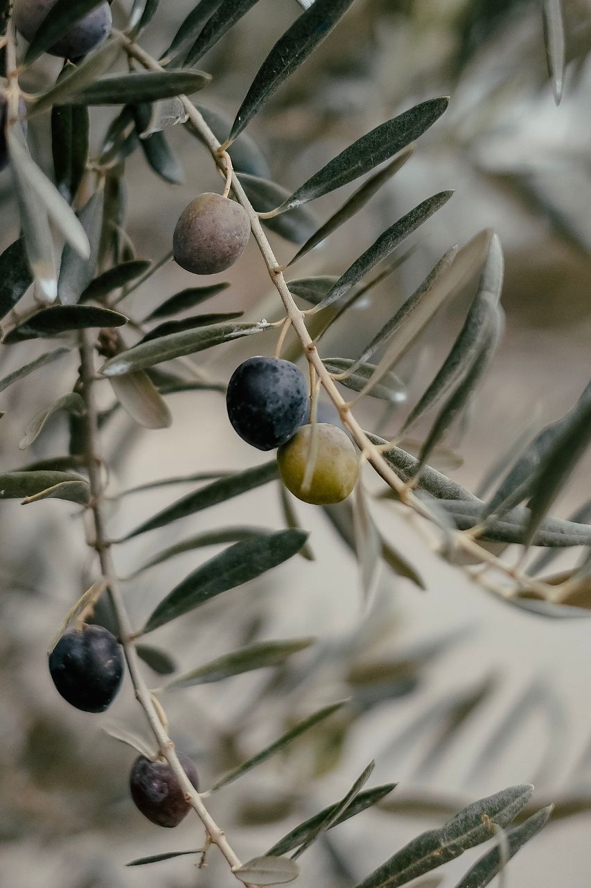 Olive branch with olives on a blurred background